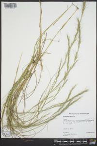 Aristida purpurascens image