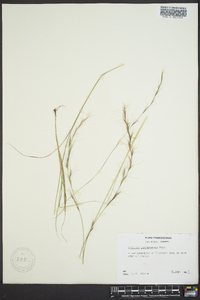 Aristida purpurascens image