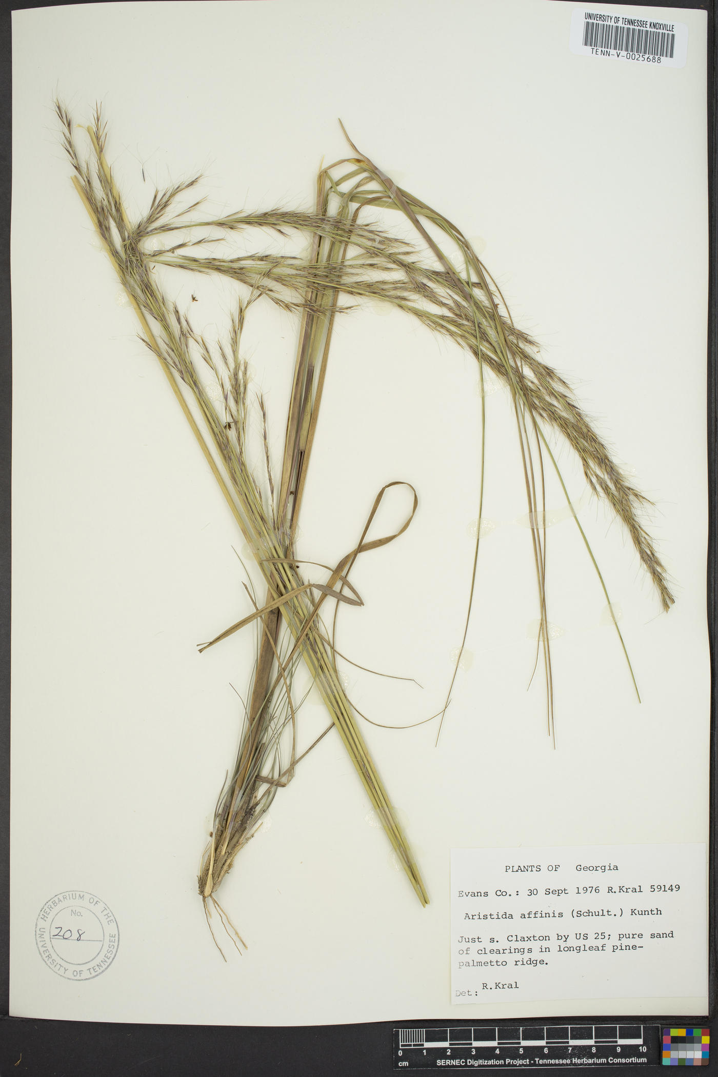 Aristida affinis image