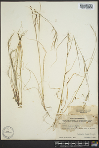 Aristida basiramea image