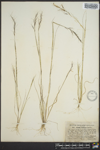 Aristida basiramea image