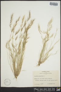 Aristida adscensionis image