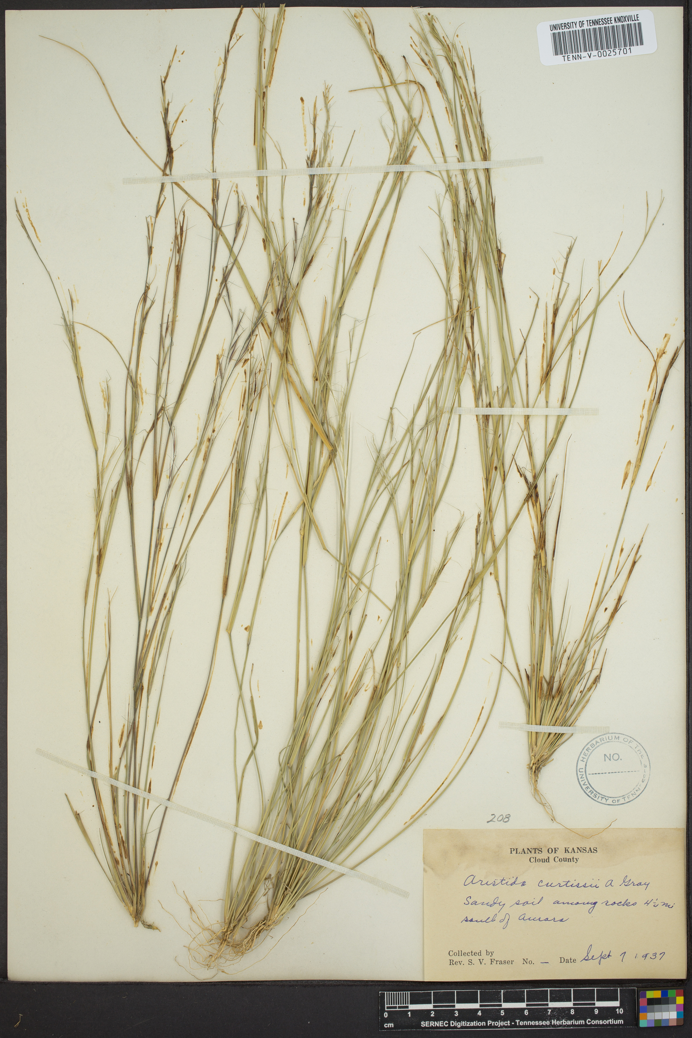 Aristida curtissii image