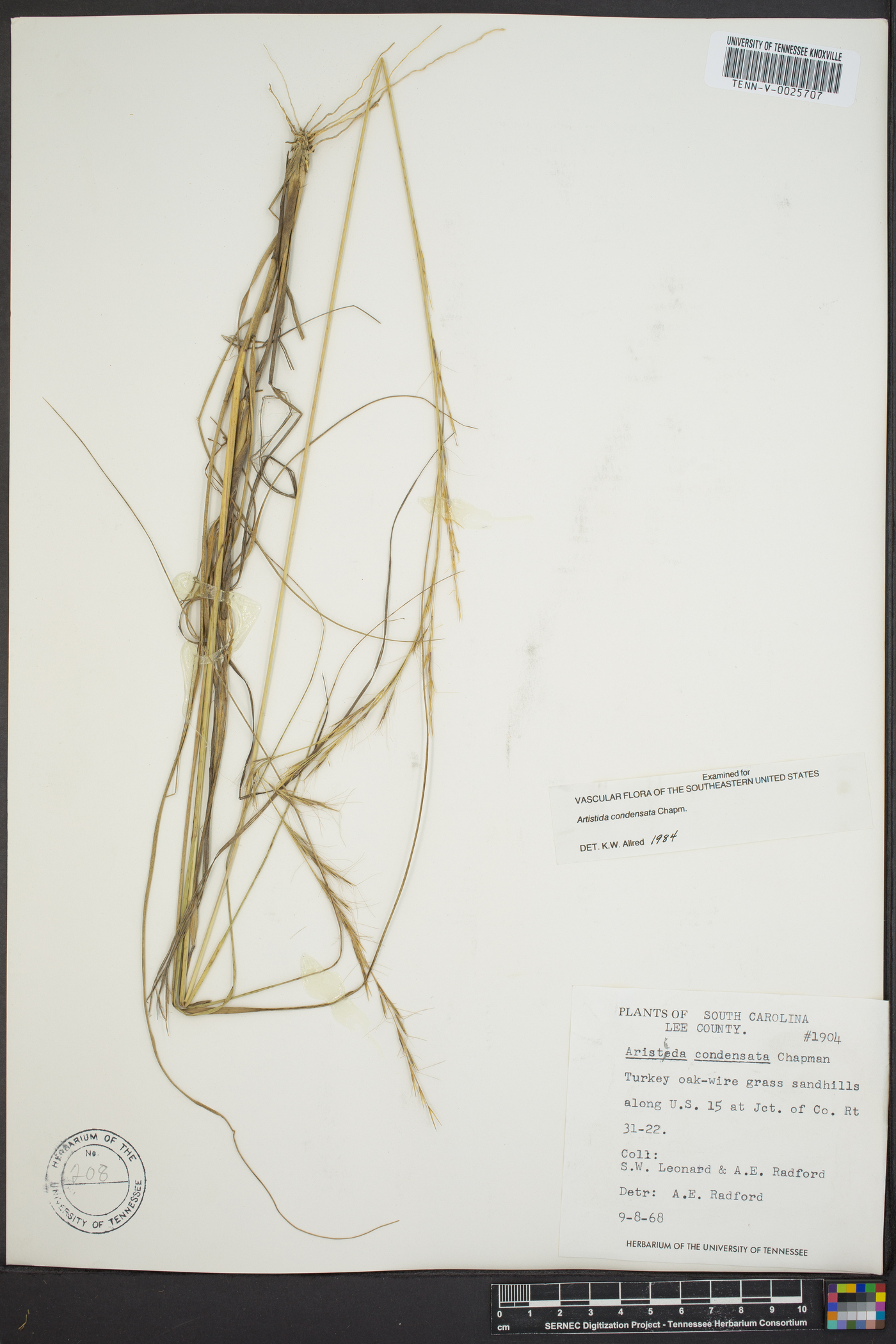 Aristida condensata image