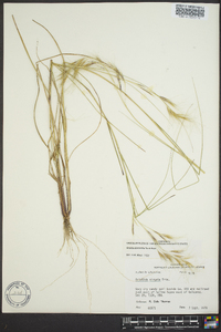 Aristida dichotoma image