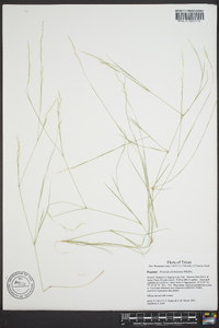 Aristida dichotoma image