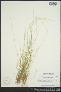 Aristida dichotoma image