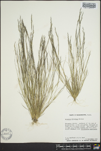 Aristida dichotoma image