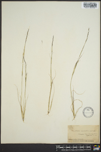 Aristida dichotoma image