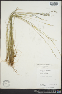 Aristida dichotoma image