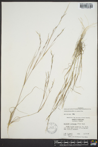 Aristida dichotoma image