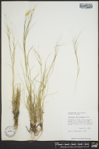 Aristida purpurea var. fendleriana image