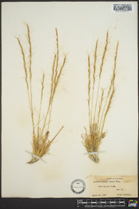 Aristida purpurea var. nealleyi image