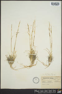 Aristida purpurea var. longiseta image