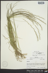 Aristida longespica image