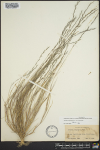 Aristida longespica image