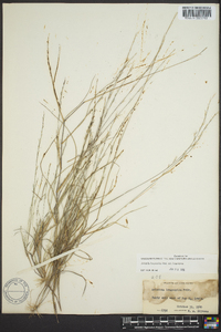 Aristida longespica image