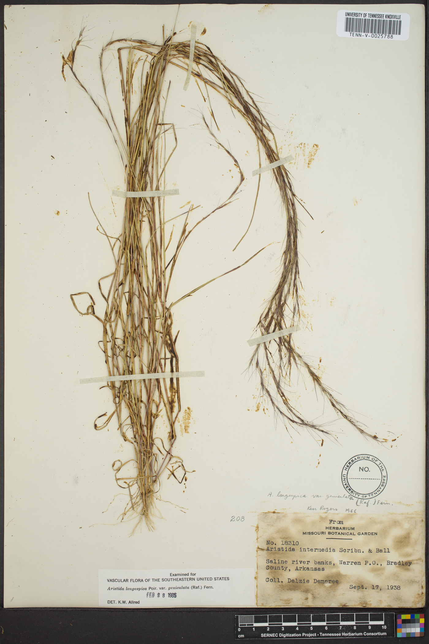 Aristida longespica var. geniculata image