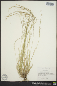 Aristida longespica image