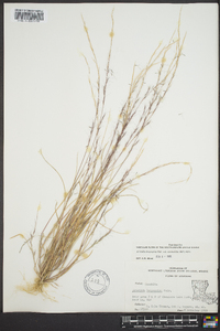 Aristida longespica image