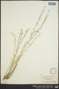 Aristida longespica image