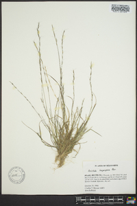 Aristida longespica image