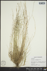 Aristida longespica image