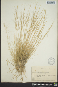 Aristida purpurea var. longiseta image