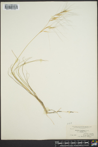 Aristida purpurea var. longiseta image