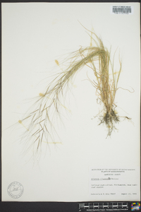 Aristida oligantha image