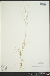 Aristida oligantha image