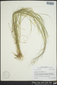 Aristida oligantha image