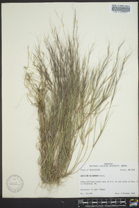 Aristida tuberculosa image