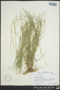 Aristida oligantha image