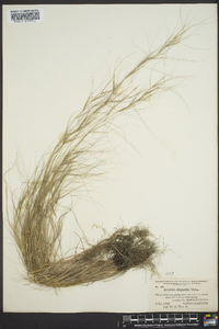 Aristida oligantha image