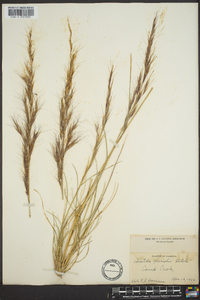 Aristida palustris image