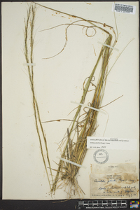 Aristida palustris image