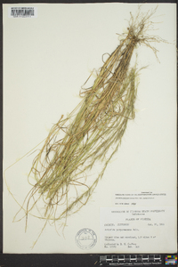 Aristida purpurascens image