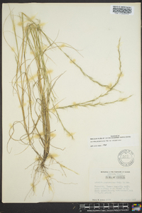 Aristida purpurascens image