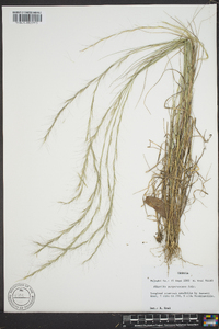 Aristida purpurascens image