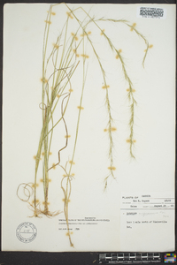 Aristida purpurascens image