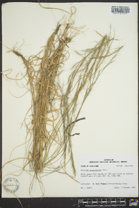 Aristida purpurascens image