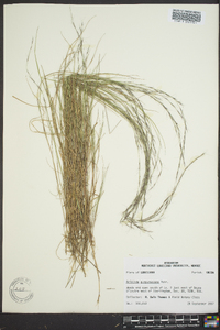 Aristida purpurascens image