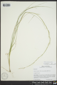 Aristida purpurascens image