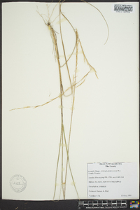 Aristida purpurascens image