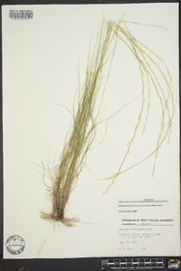 Aristida purpurascens image