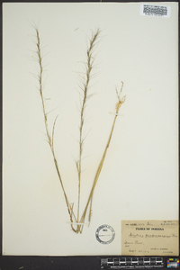 Aristida purpurascens image