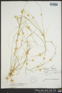 Aristida purpurascens image