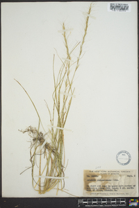 Aristida purpurascens image