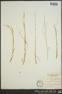 Aristida purpurascens image